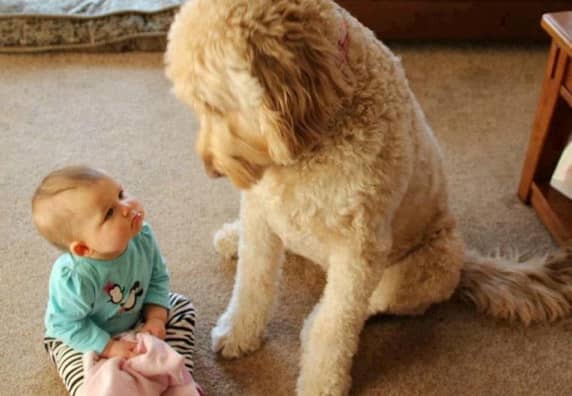 7 Cute Photos of Babies Growing Up with Dogs
