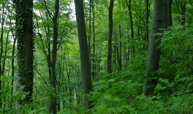 Meet the Man Who Can Grow a Forest in Under 3 Years