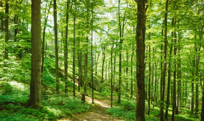 Which Type of Tree Are You? [QUIZ]