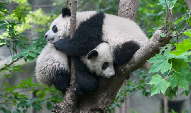 23 Surefire Signs That You’re a Treehugger