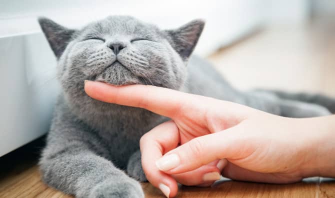 7 Facts That Prove Cats are Awesome [INFOGRAPHIC]