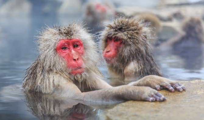 12 World Travel Ideas for People Who Love Animals