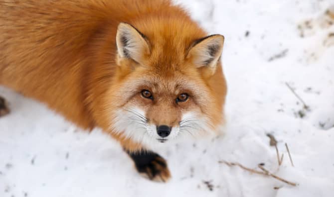 7 Animals Native to Canada That Aren’t Polar Bears