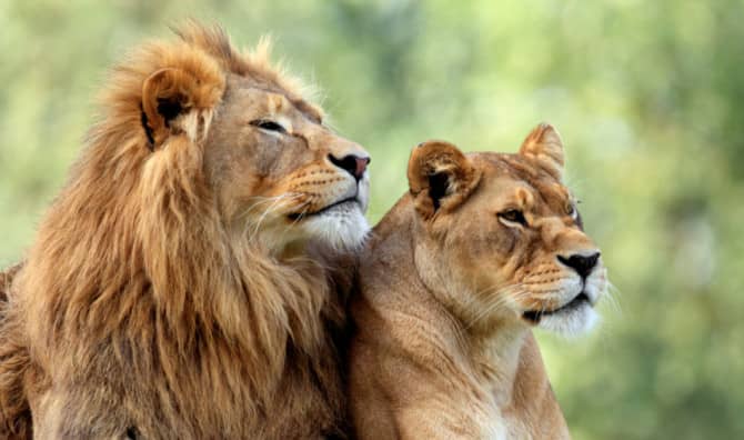 TED Talk of the Week: The Boy Who Made Peace with the Lions