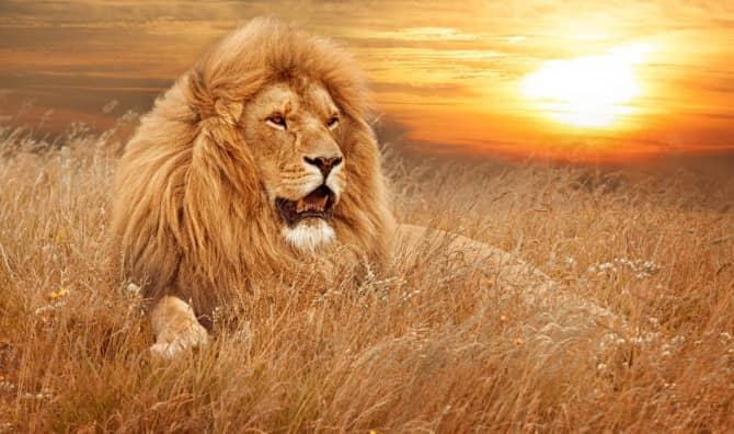 The Site with 1 Million Signatures for Cecil the Lion [Q&A]