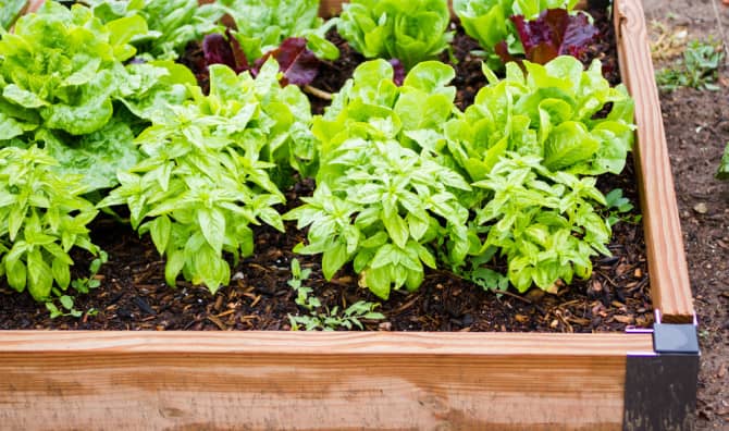 How to Organize an Urban Gardening Project in 4 Easy Steps