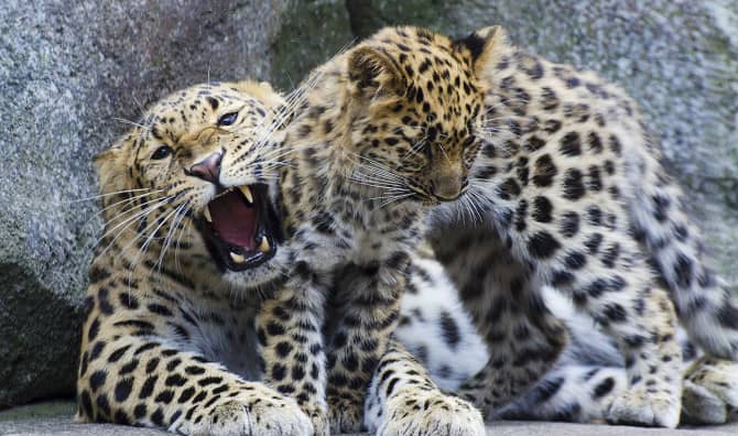 Two Incredibly Cute Leopard Cubs Were Just Born In England