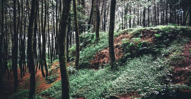 This Sound-Tracker Is on a Mission to Preserve Silence