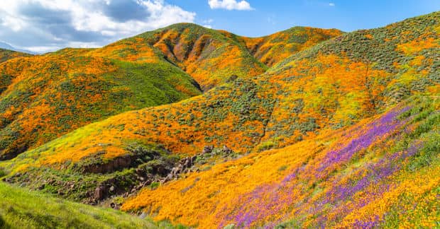 California Is Officially Drought-Free and Covered in Millions of Flowers