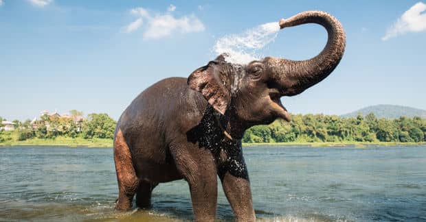 Europe’s First Elephant Sanctuary Will Soon Open in France