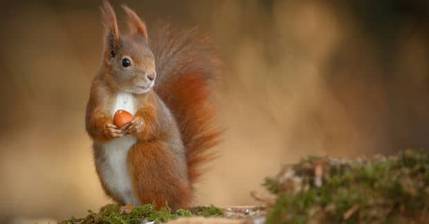 New Suspension Bridge Keeps Squirrels Safe in the Highlands