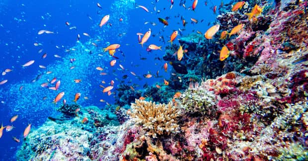 World’s Largest 3D-Printed Reef Installed in the Maldives