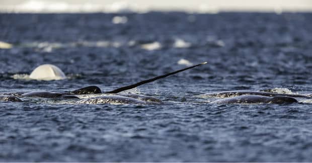This Narwhal Who Lost Its Way Is Taken in by a Pod of Belugas