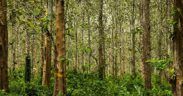 This Farmer Saved His Village From Drought by Planting Trees