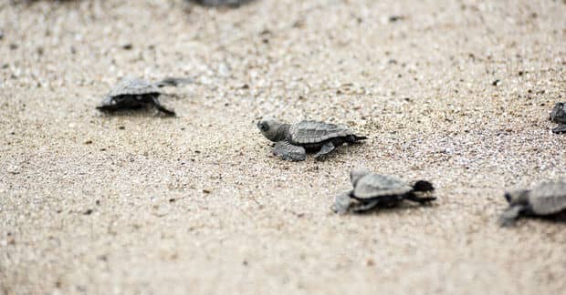 These GPS Implanted Eggs Can Help Save Endangered Species