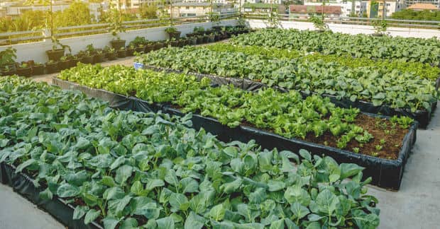 This Rooftop Farm Takes Agriculture to the Next Level [VIDEO]