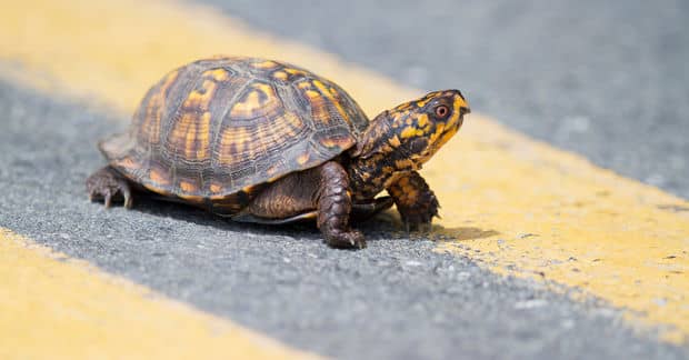 How Are Bra Clasps Helping to Mend Injured Turtles?