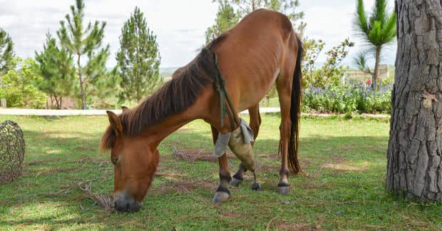 This Orthotist Built Prosthetics for More Than 20,000 Animals