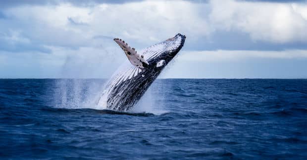 For the First Time in 17 Years, Iceland Pauses its Whaling Activity