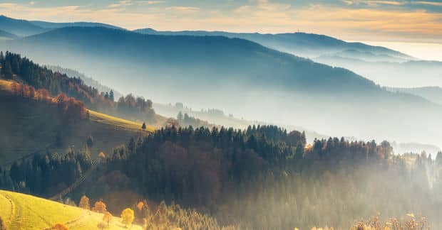 Europe’s Forests Are Flourishing More Than Ever