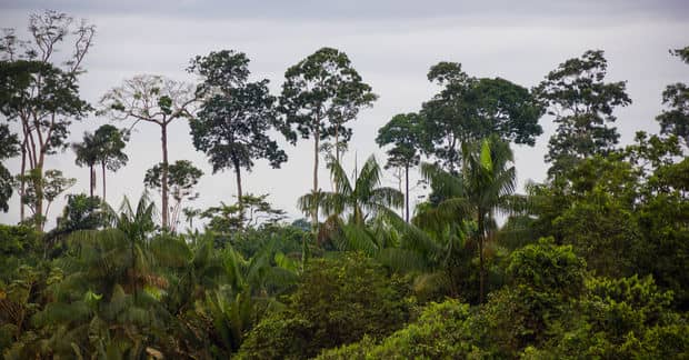 Ways That we can Help the Amazon Rainforest