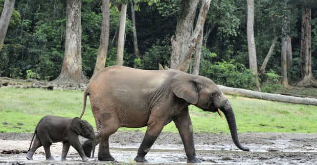 New AI is Protecting Endangered Elephants in Africa