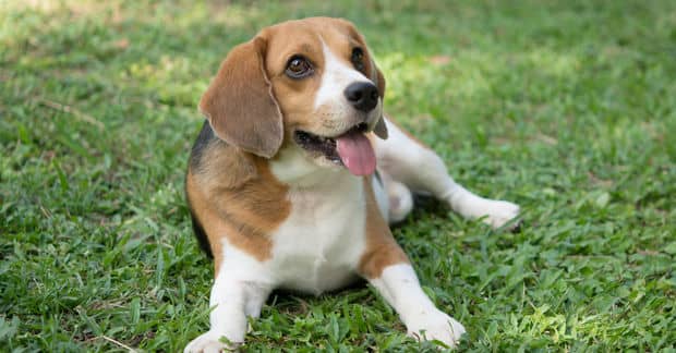 9 Reasons You Should Definitely Adopt a Pet