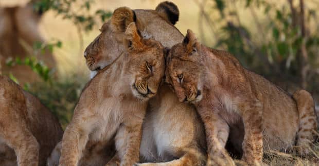 10 Fun Facts about Animals to Make You Smile