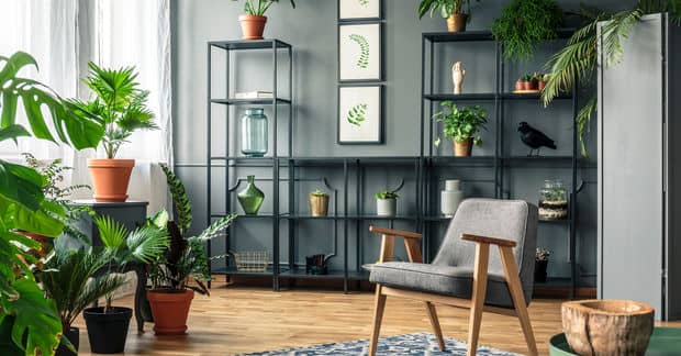 6 Healing Plants You Need in Your Home