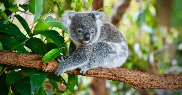 Australian Koala Hospital Crowdfunds Over $1.8 Million