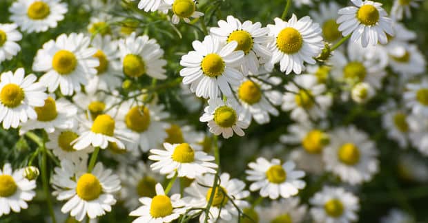 9 Health Benefits of Chamomile