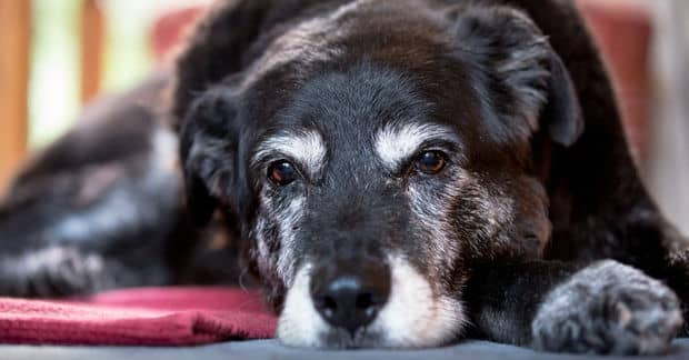 This Man Adopts Senior Dogs Who Cannot Find Homes