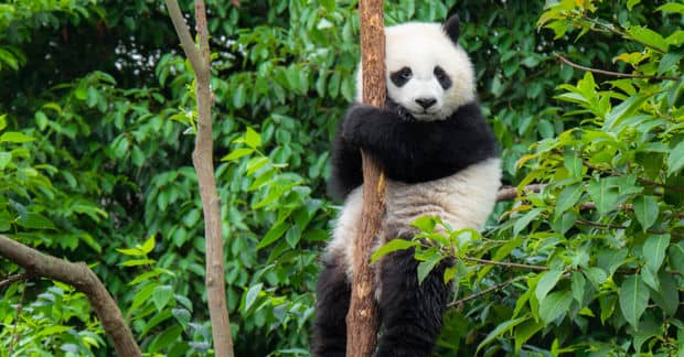 5 Incredible Animals Saved from Extinction