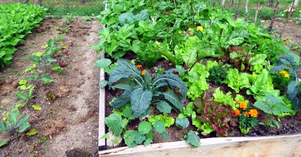 How Permaculture Can Give Food Security to Future Generations
