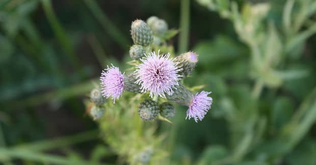 Why Today’s Foragers Think Weeds Are Wellness’ Kept Secret