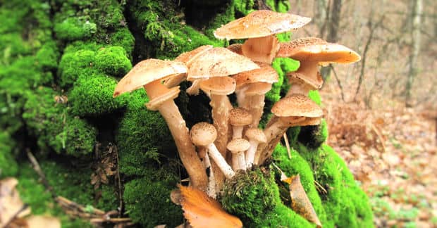 7 Ways Mushrooms Can Solve the World’s Problems