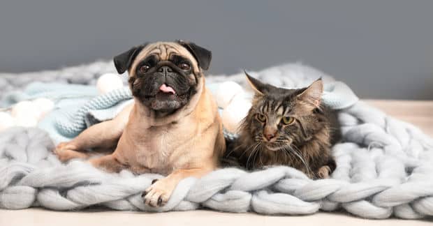 Minneapolis Shelter Pets Are Home For The Holidays