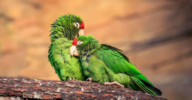 Altruistic Animals Reveal the Source of Kindness