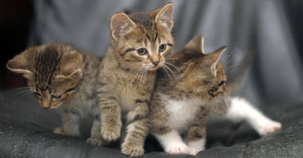 Oil Worker Turns Guardian Angel for Three Lucky Kittens