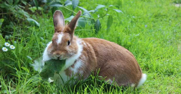 California Officially Banned Cosmetics Tested on Animals