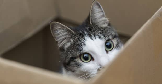 7 Scientifically Proven Health Benefits Of Being a Cat Owner