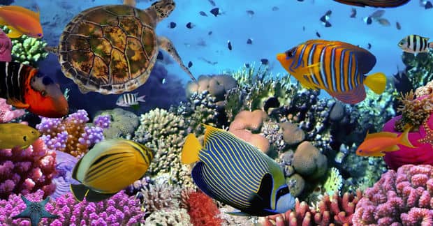 Flourishing Communities of Coral Reef Offer a Glimpse of Hope