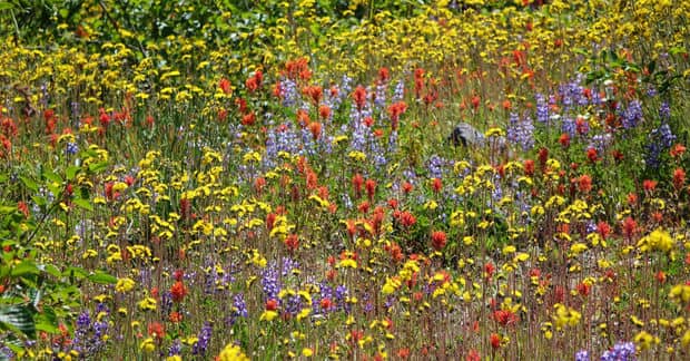 How Planting Wildflowers Could Reduce the Need for Pesticides