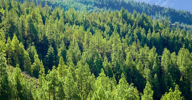 These Drones Can Plant 100,000 New Trees per Day