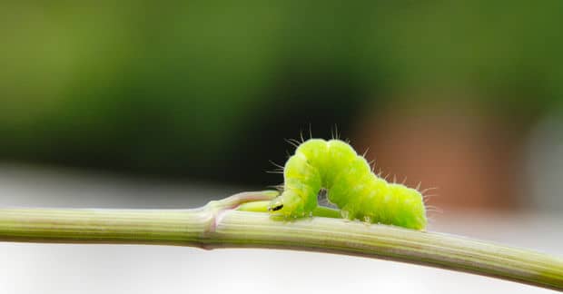 These Very Hungry Caterpillars May Help With Plastic After All!