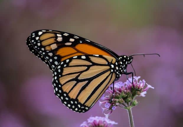 Cherished Eastern Monarch Butterflies Are Flourishing