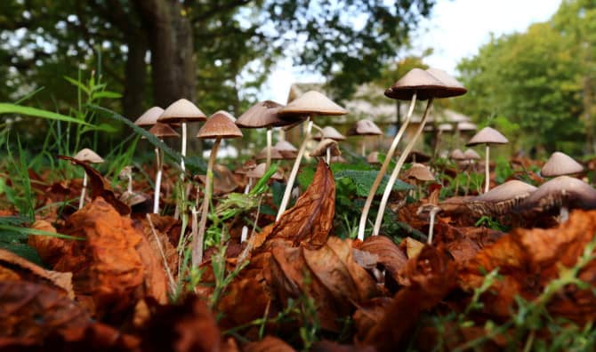 Magic Mushrooms Could Soon Be Used to Treat Depression