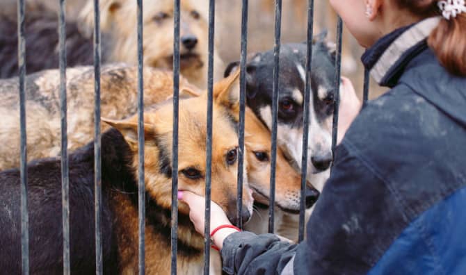 A woman reaches through metal fence bars to pet shelter dogs who press close for attention.