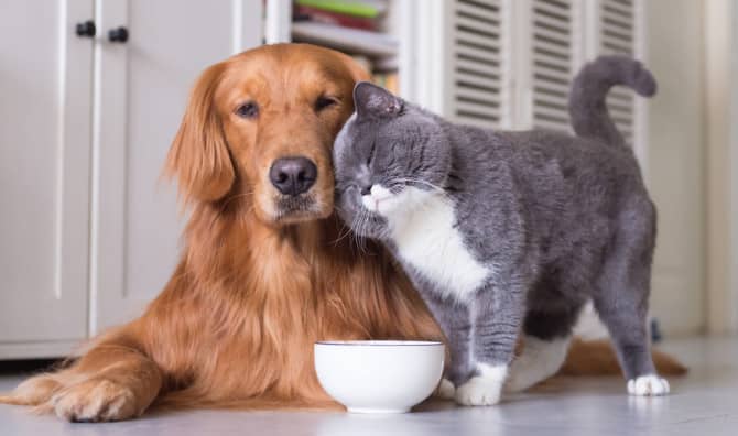 A golden retriever and a gray-and-white cat nuzzle affectionately beside a white food bowl on a kitchen floor.