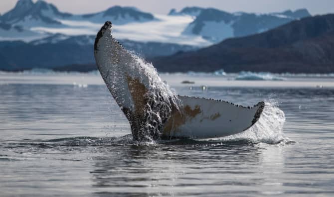 Bowhead Whale Populations Grow Tenfold in 8 Short Years